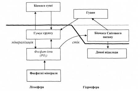 Біогеохімічний цикл фосфору