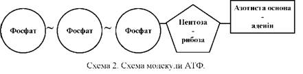 Схема молекули АТФ