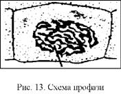 Схема профази