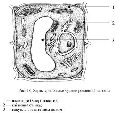 Характерні ознаки будови рослини клітини