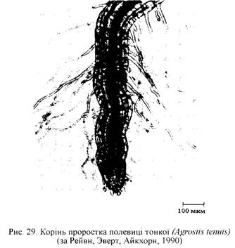 Корінь проростка полевиці тонкої