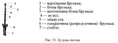 Будова пагона