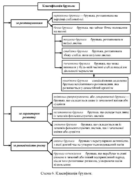 Класифікація бруньок
