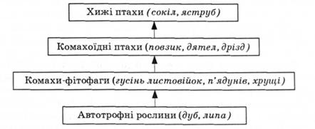 Спрощена схема трофічних рівнів 