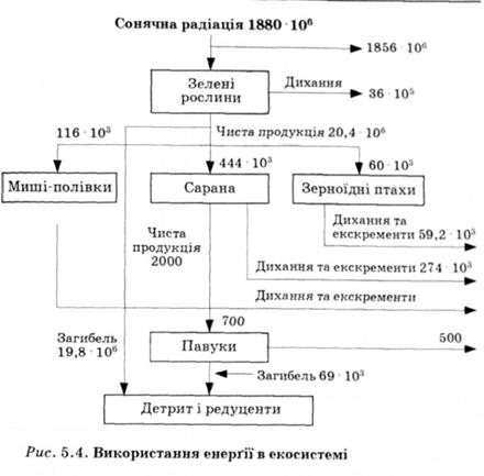 Використання енергії в екосистемі