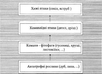 Один з варіантів трофічного ланцюга