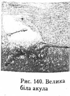 Велика біла акула