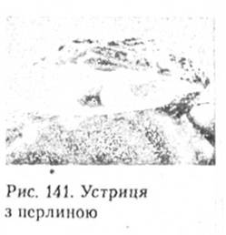 Устриця з перлиною