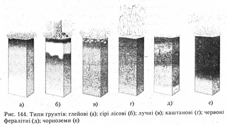 Типи грунтів: глейові, сірі лісові, лучні, каштанові, червоні, фералітні, чоноземи
