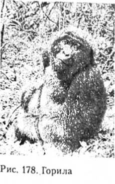 Горила