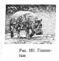 Гіпопотам