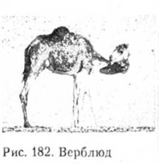 Верблюд