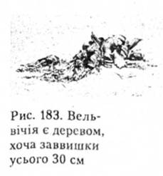 Вельвічія є деревом, хоча заввишки усього 30 см