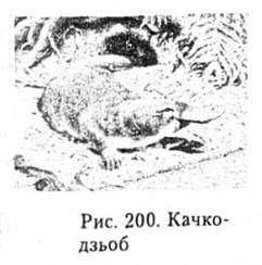 Качкодзьоб