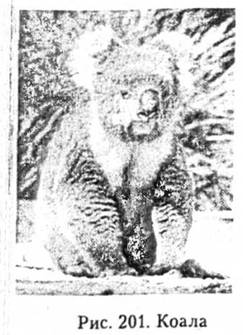 Коала