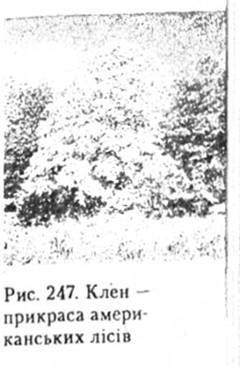 Клен - прикраса американських лісів