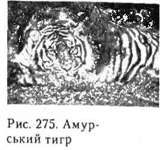 Амурський тигр