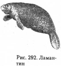Ламантин