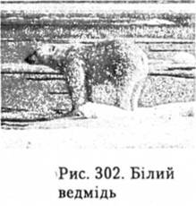 Білий ведмідь
