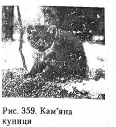Камяна куниця