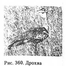 Дрохва