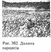 Долина нарцисів