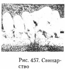 Свинарство