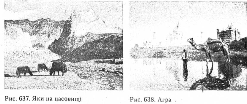 Яки на пасовищі. Агра