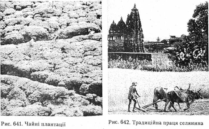 Чайні плантації. Традиційна праця селянина