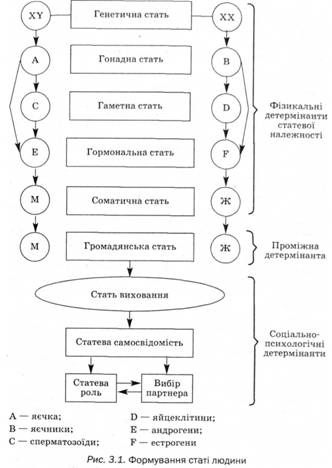 Формування статі людини